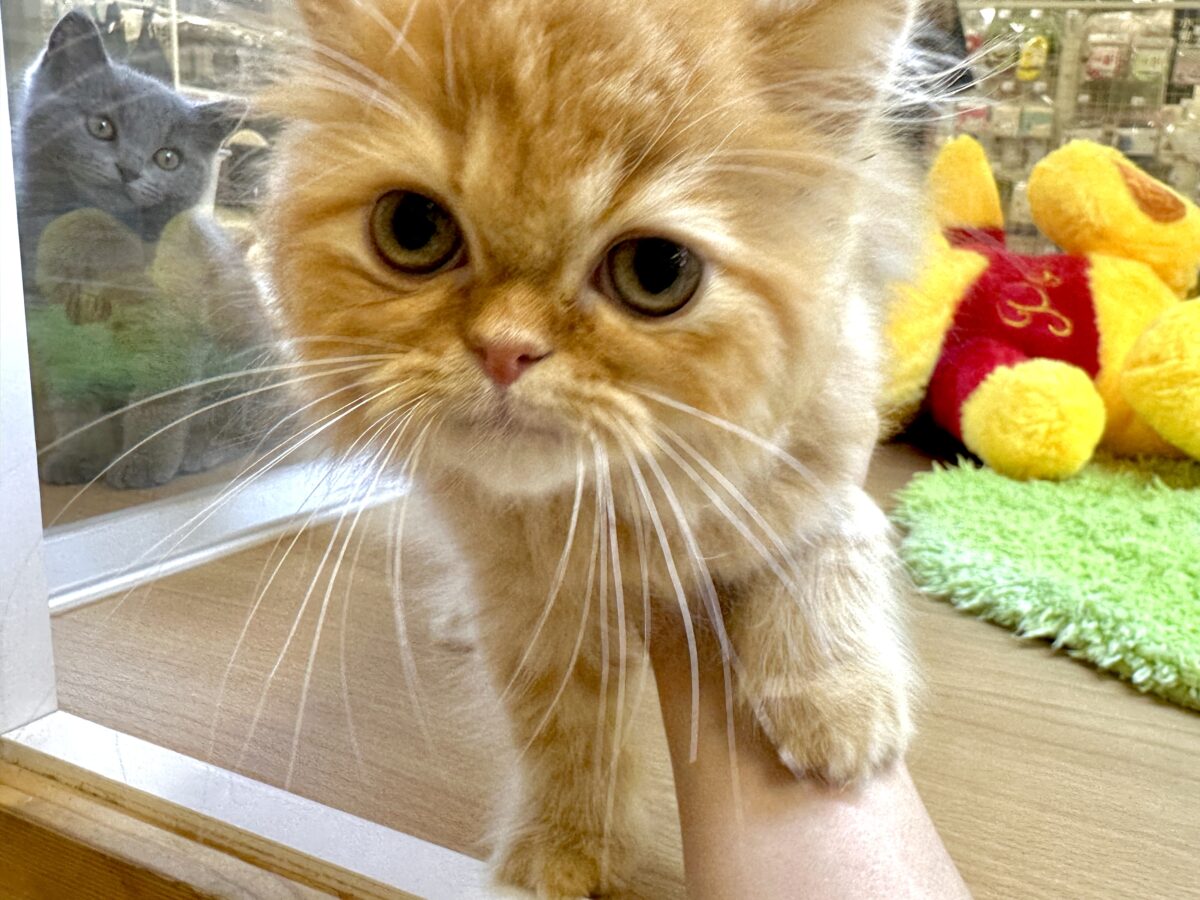 フォールデックス