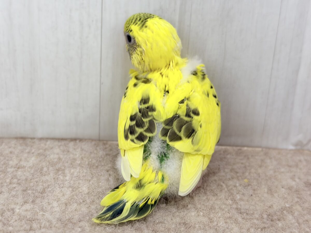 セキセイインコ