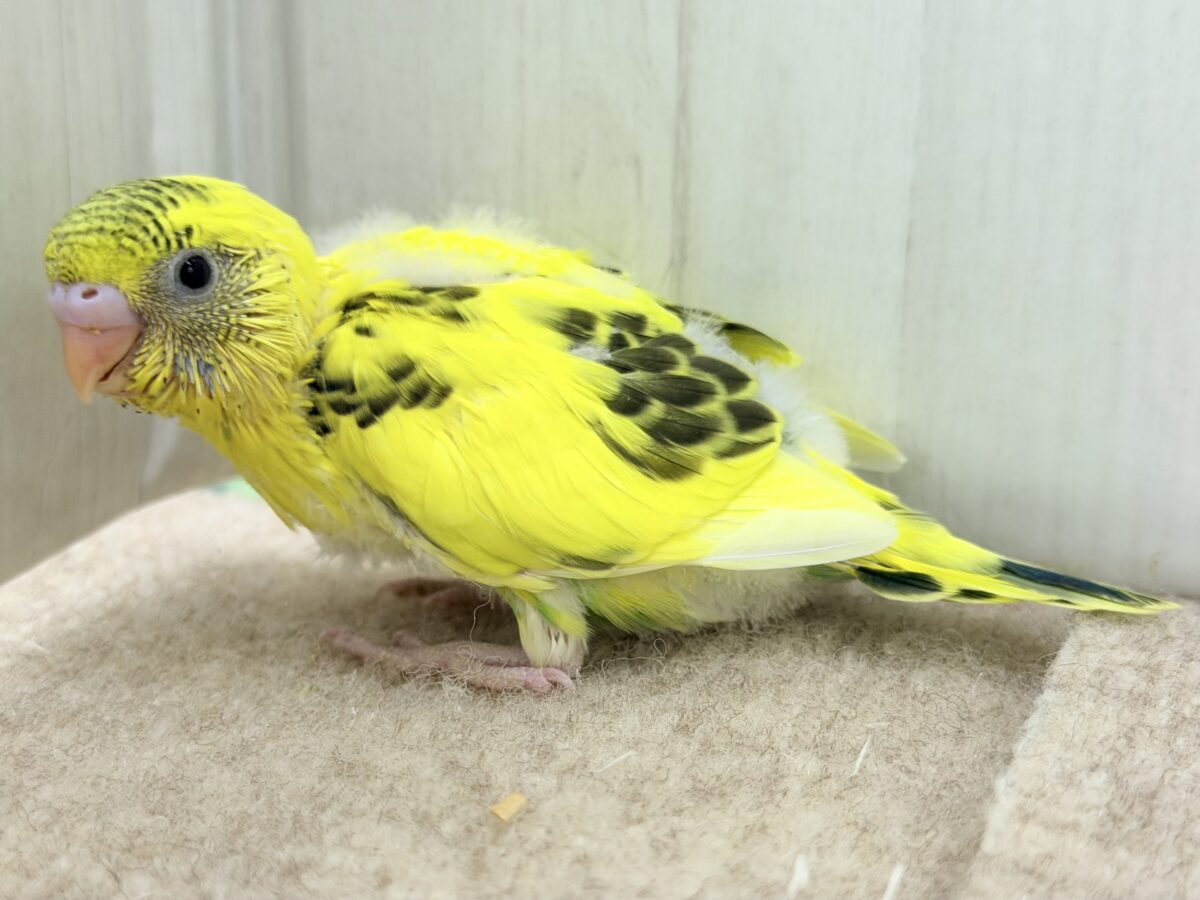 セキセイインコ