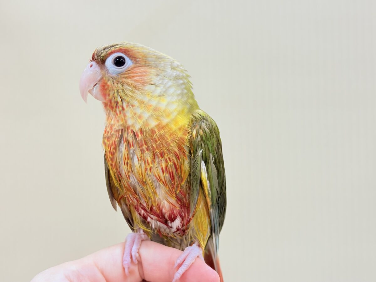 ホオミドリウロコインコ