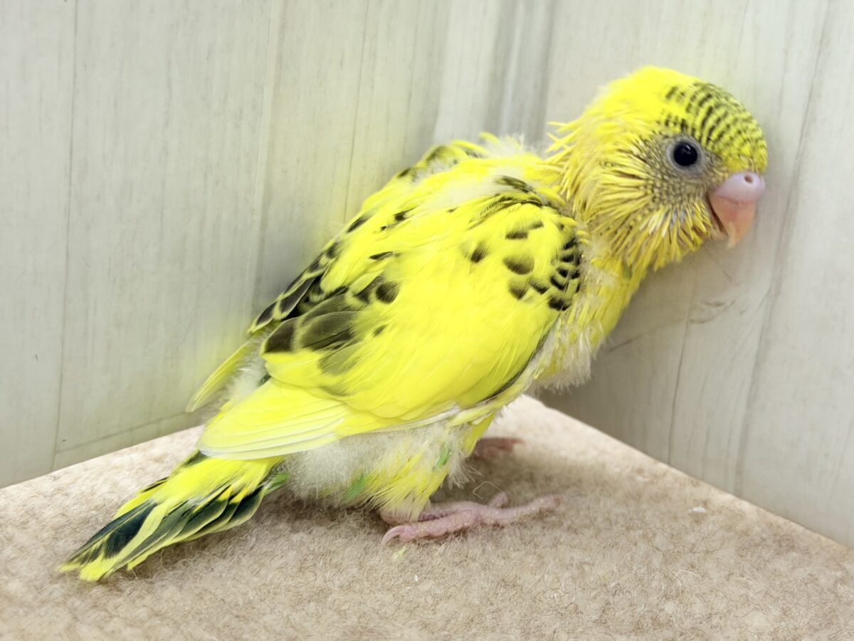 セキセイインコ