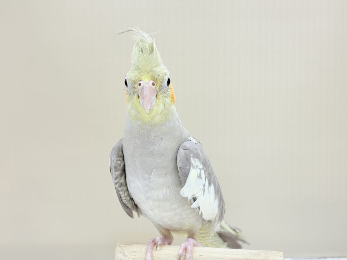オカメインコ