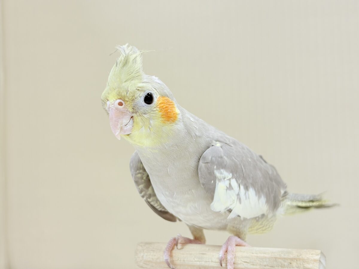 オカメインコ