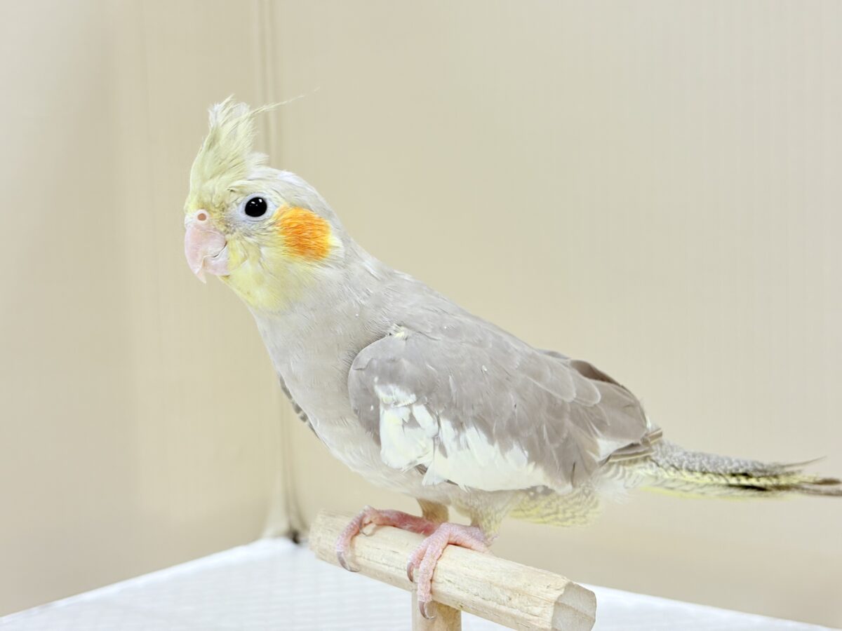 オカメインコ