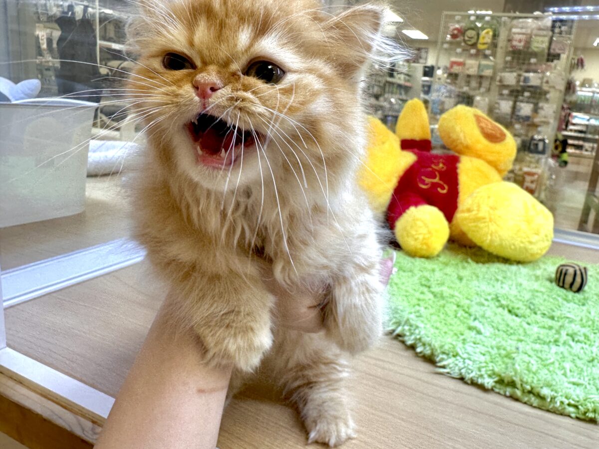 フォールデックス