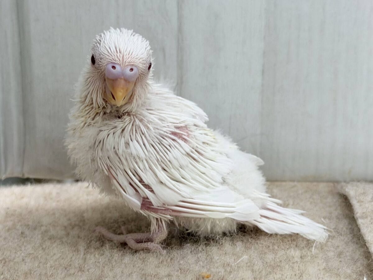 セキセイインコ