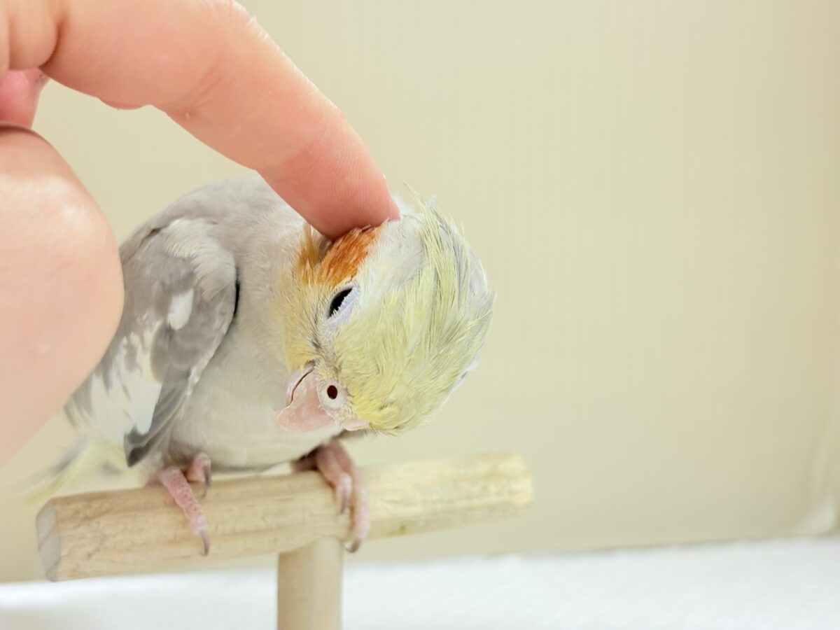 オカメインコ