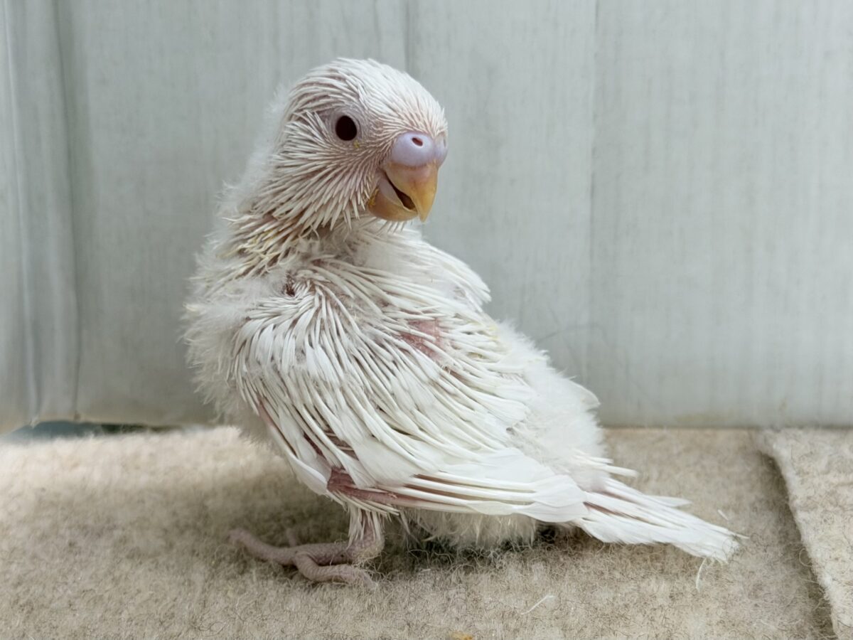 セキセイインコ
