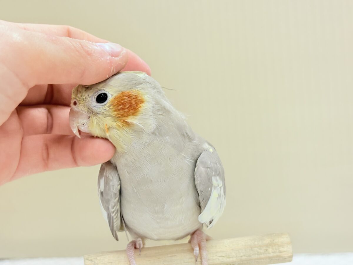 オカメインコ