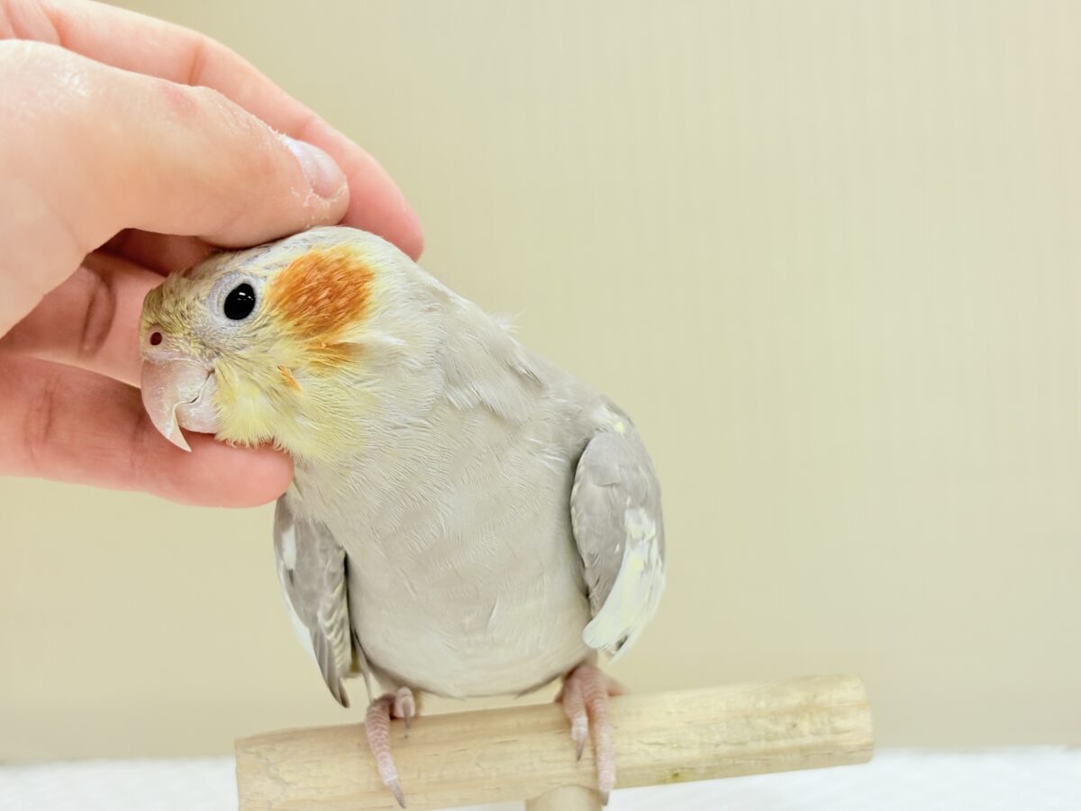 オカメインコ