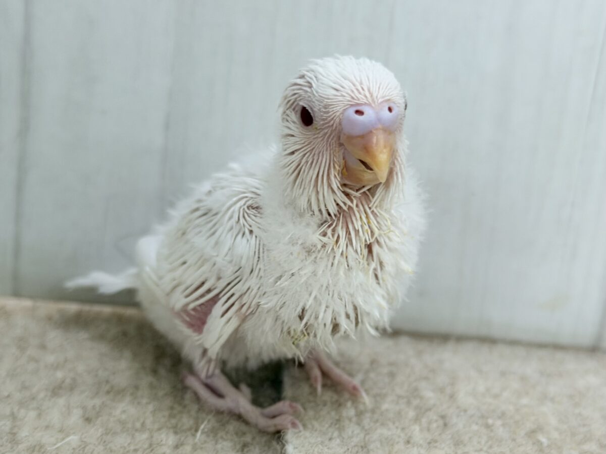 まっ白で美しい羽☆*。アルビノセキセイインコのヒナ入荷しました❤️