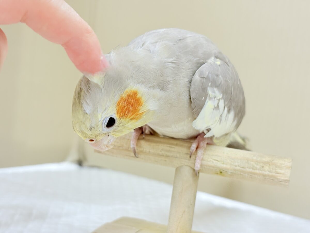 オカメインコ