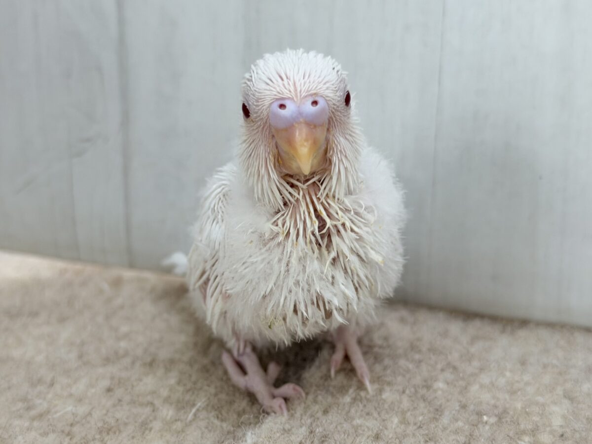 セキセイインコ