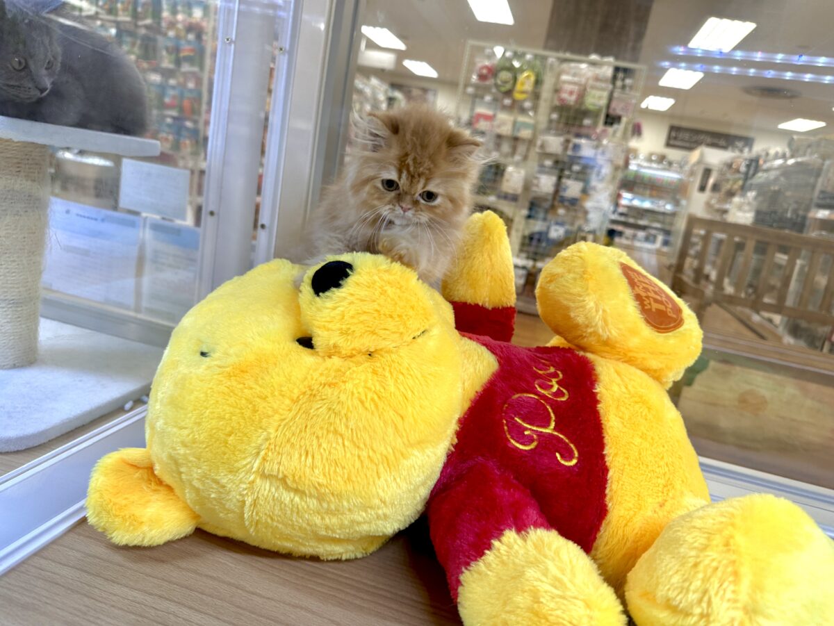フォールデックス