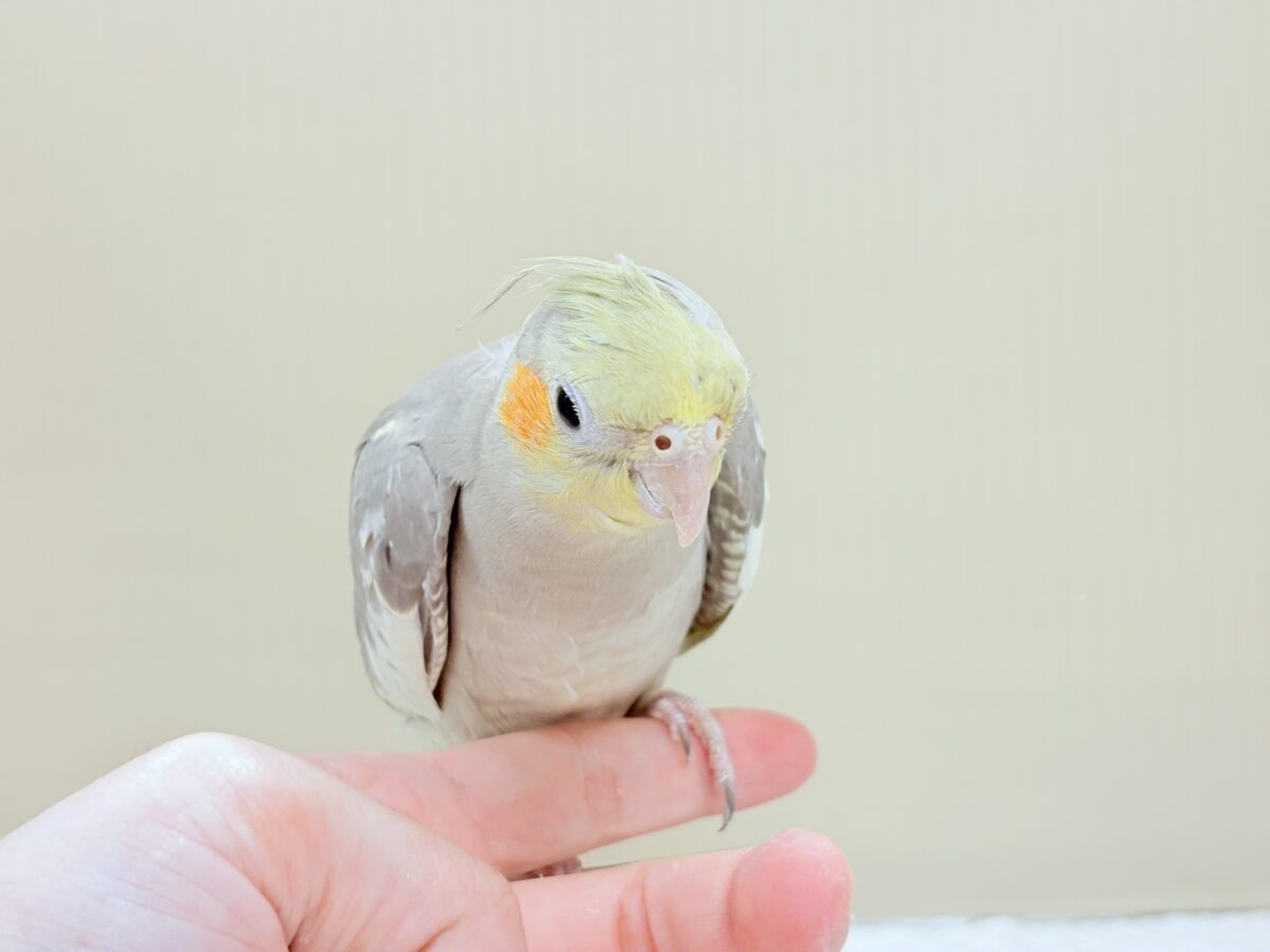 オカメインコ