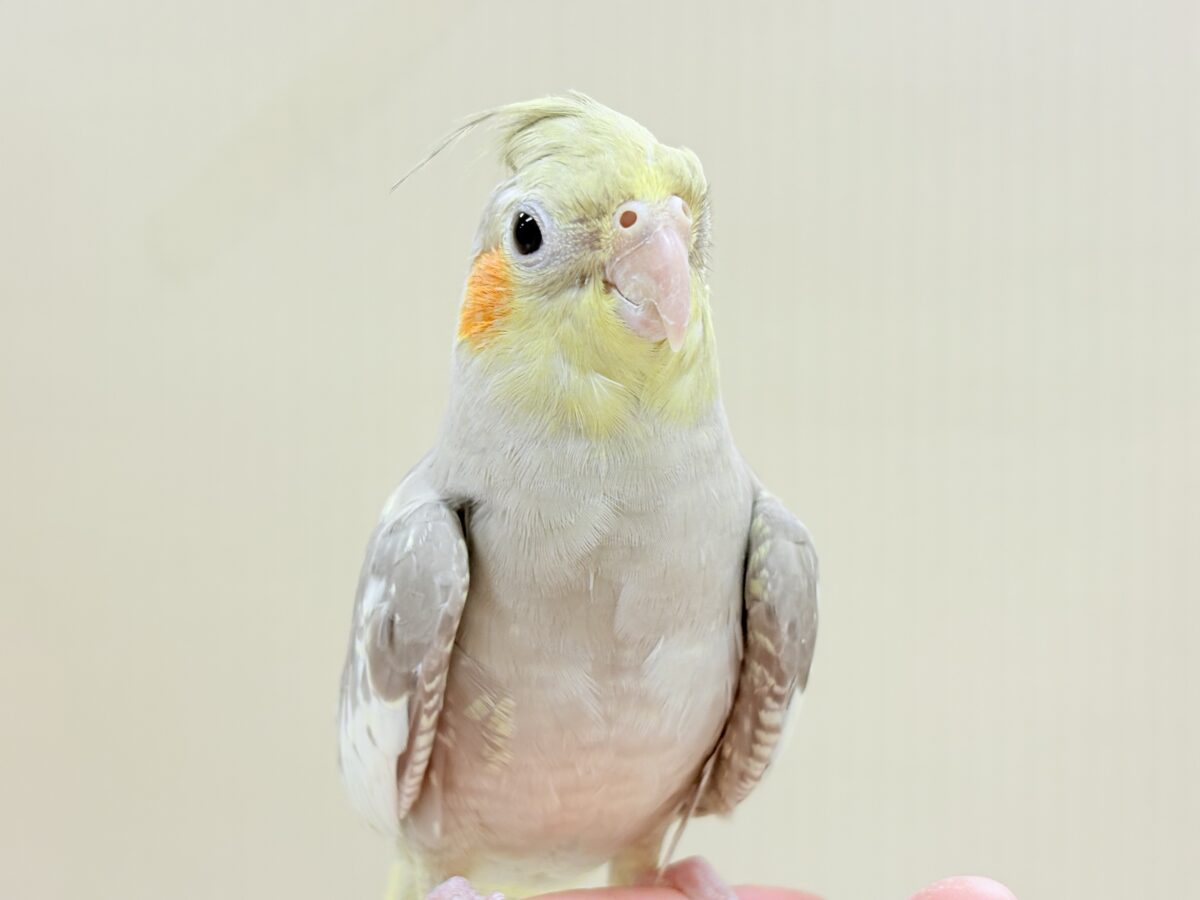 オカメインコ