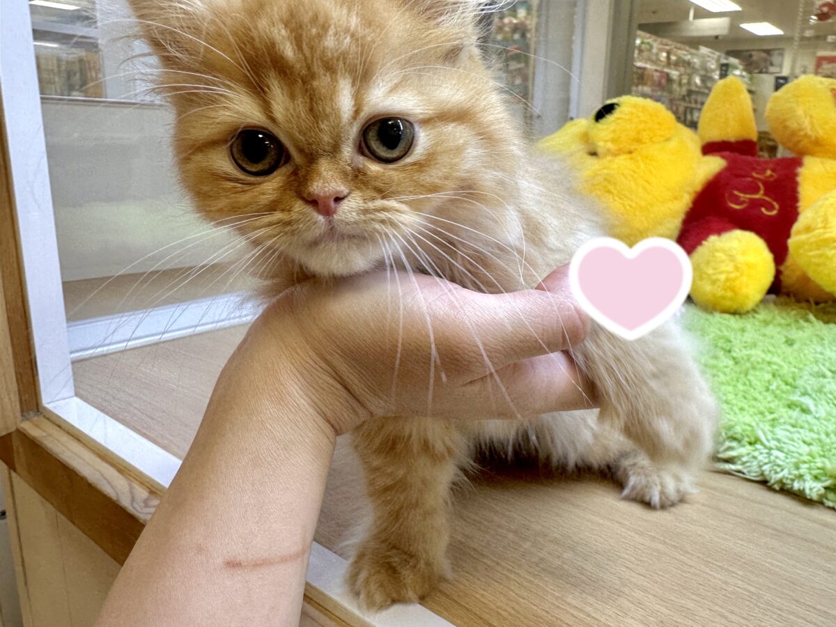 フォールデックス