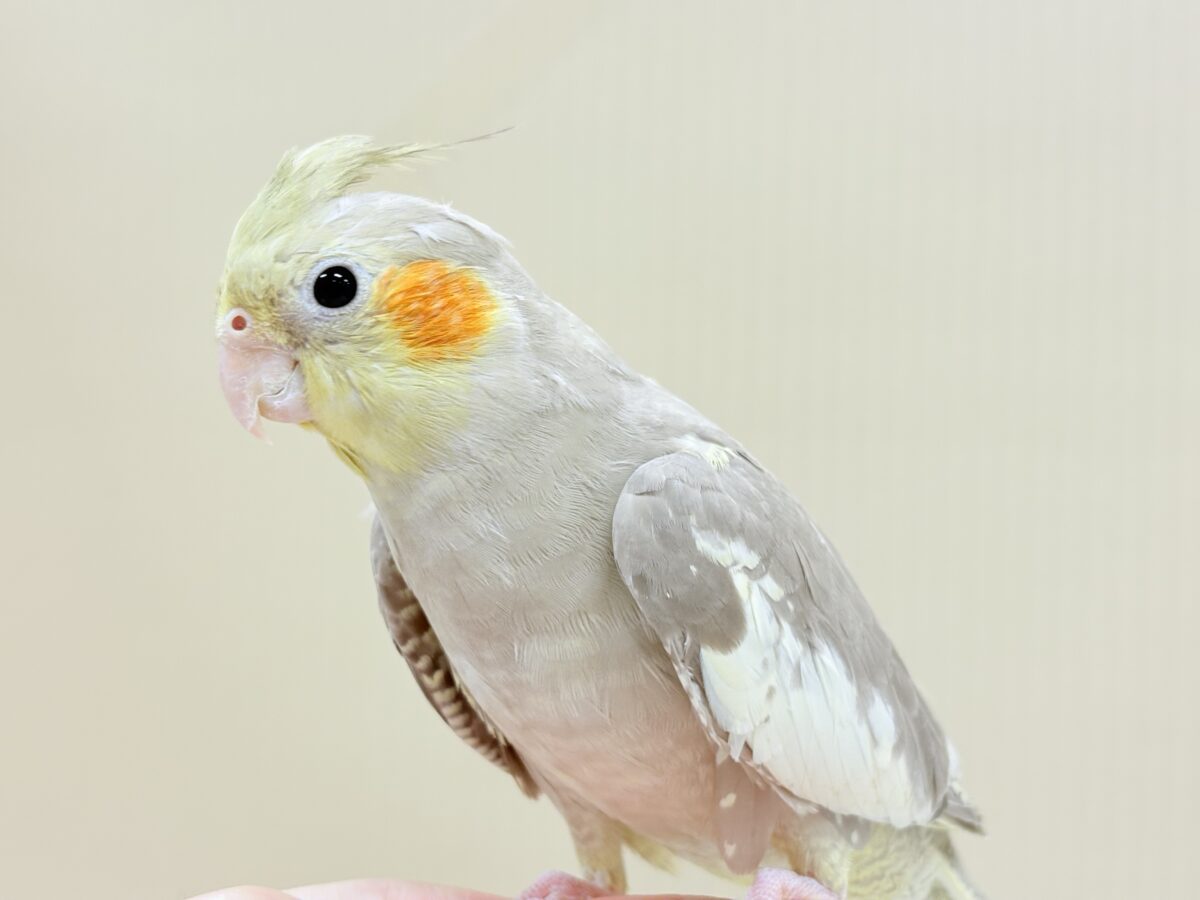 オカメインコ