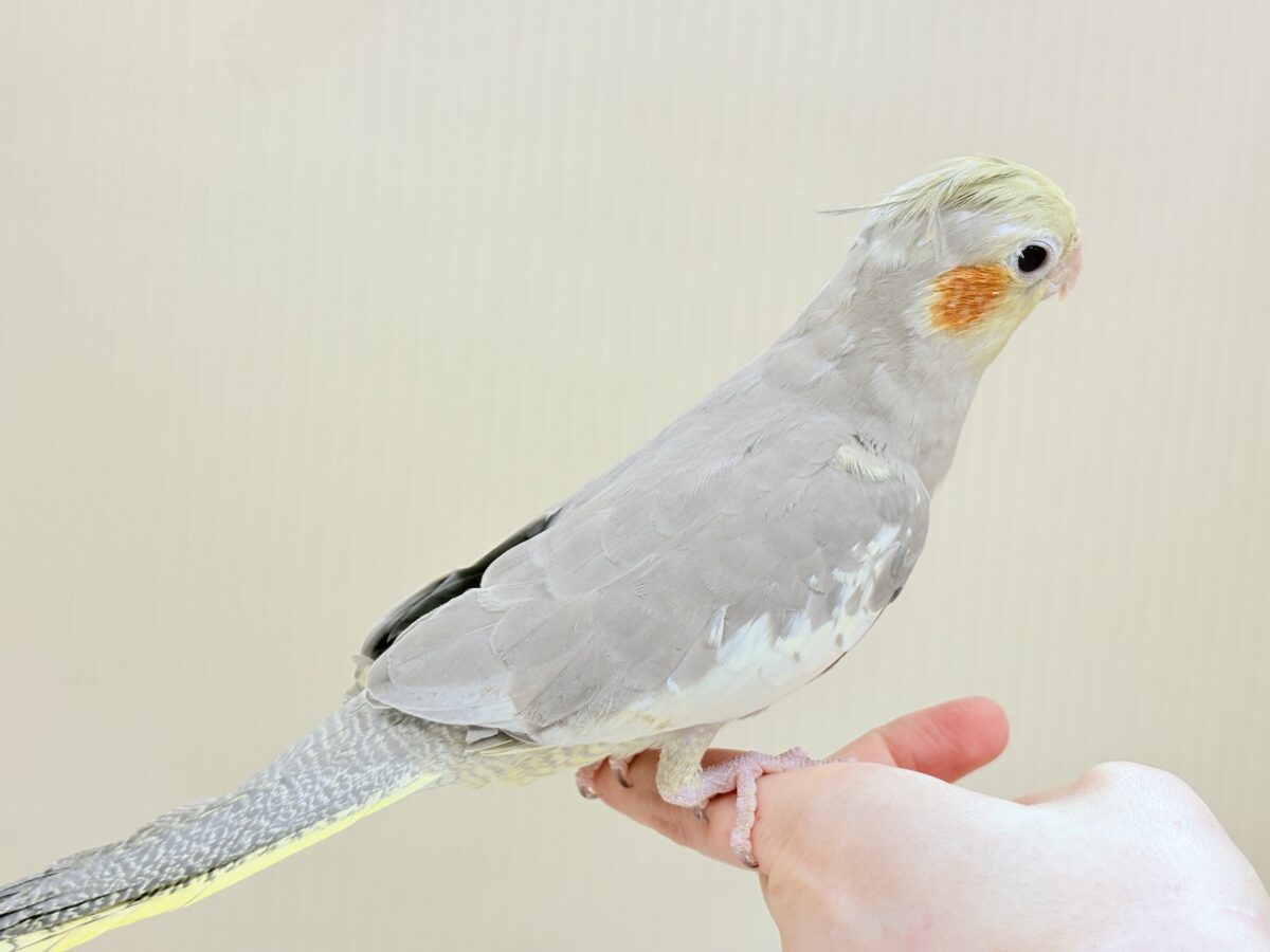 オカメインコ