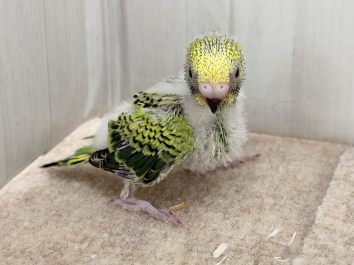 セキセイインコ