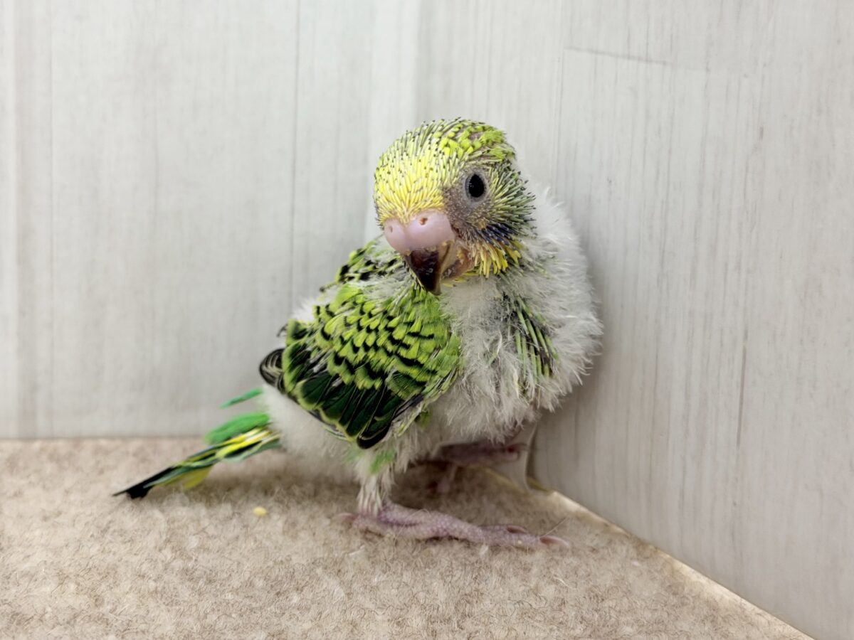 セキセイインコ