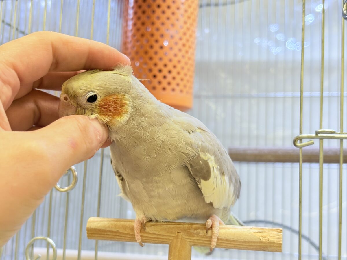 オカメインコ