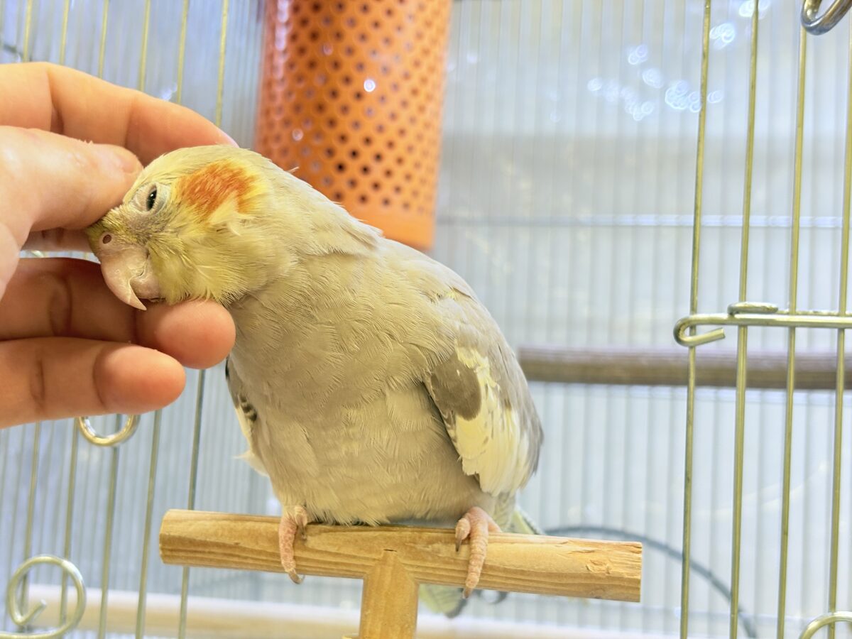 オカメインコ