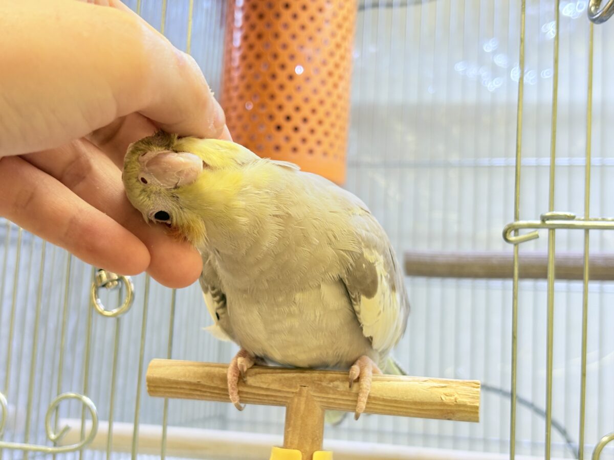 オカメインコ