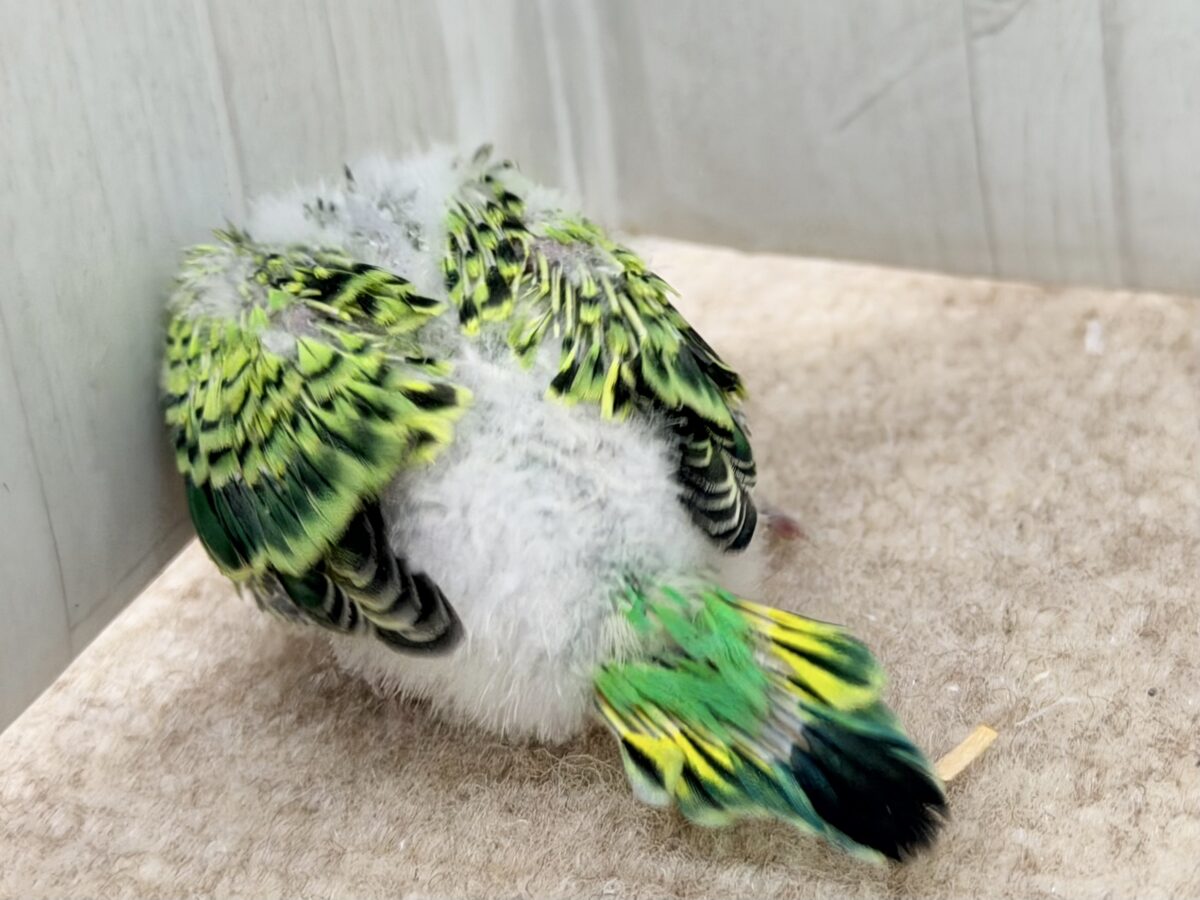 セキセイインコ