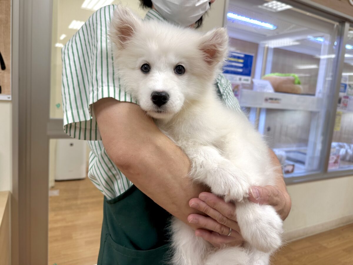 サモエド