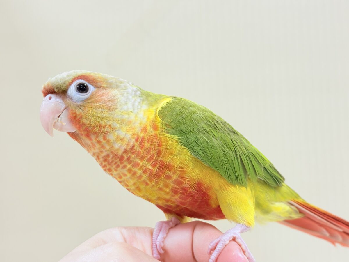ホオミドリウロコインコ