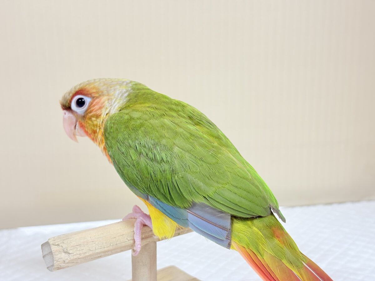 ホオミドリウロコインコ