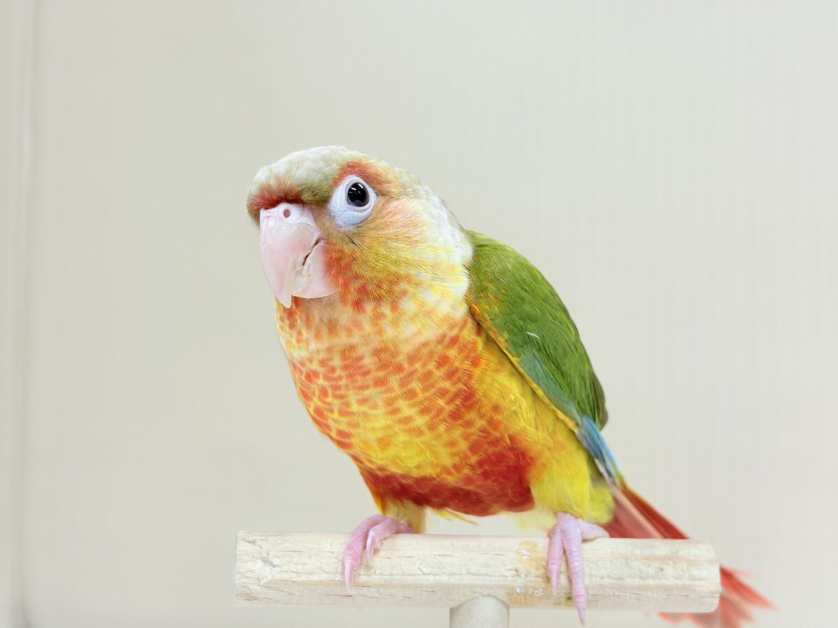 ホオミドリウロコインコ