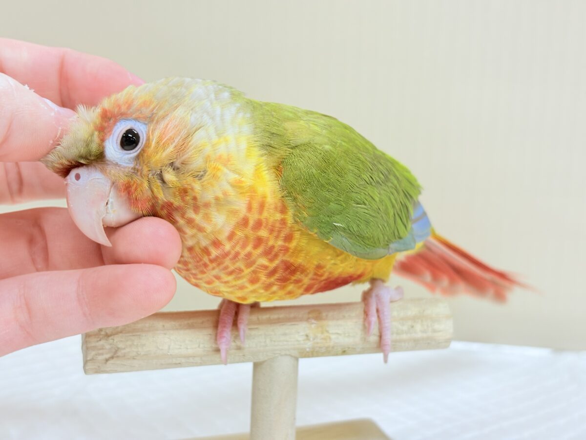 ホオミドリウロコインコ