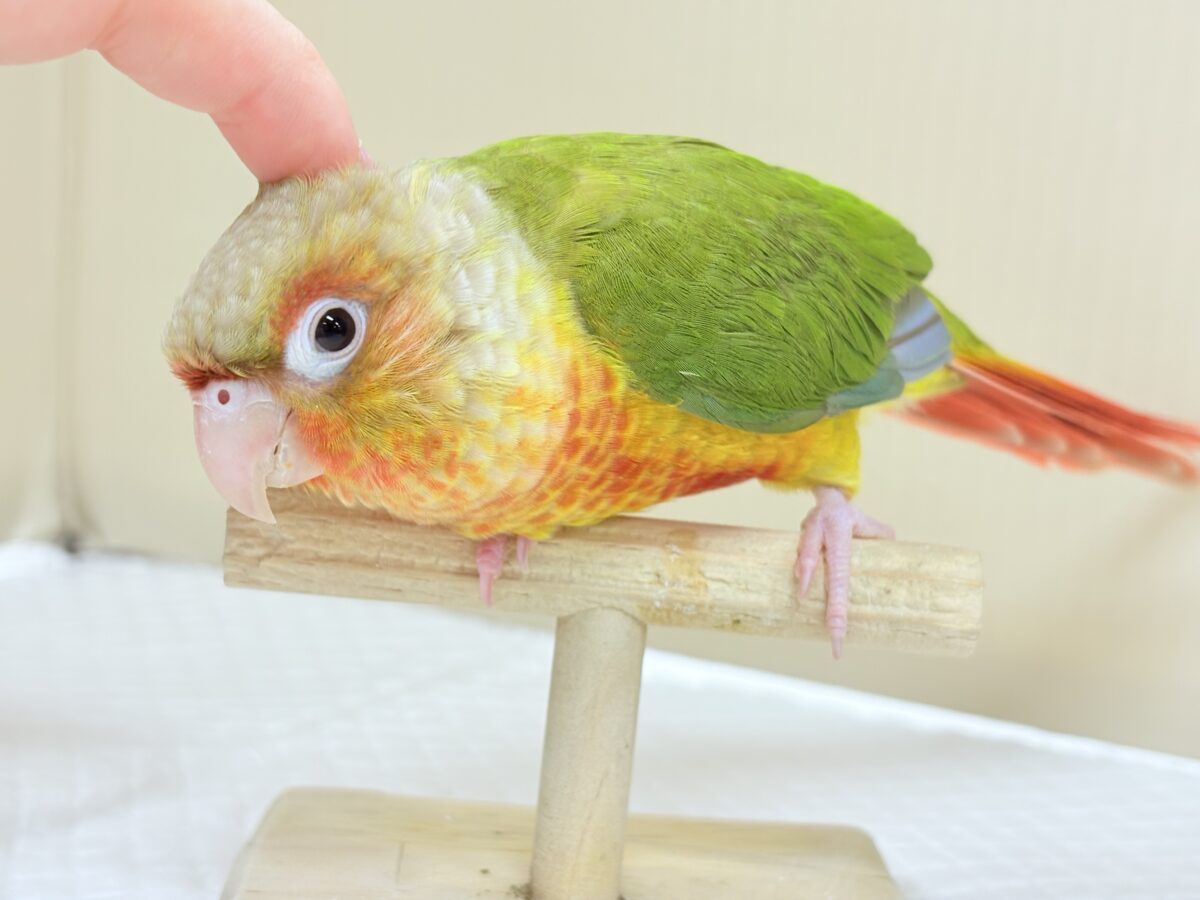 ホオミドリウロコインコ