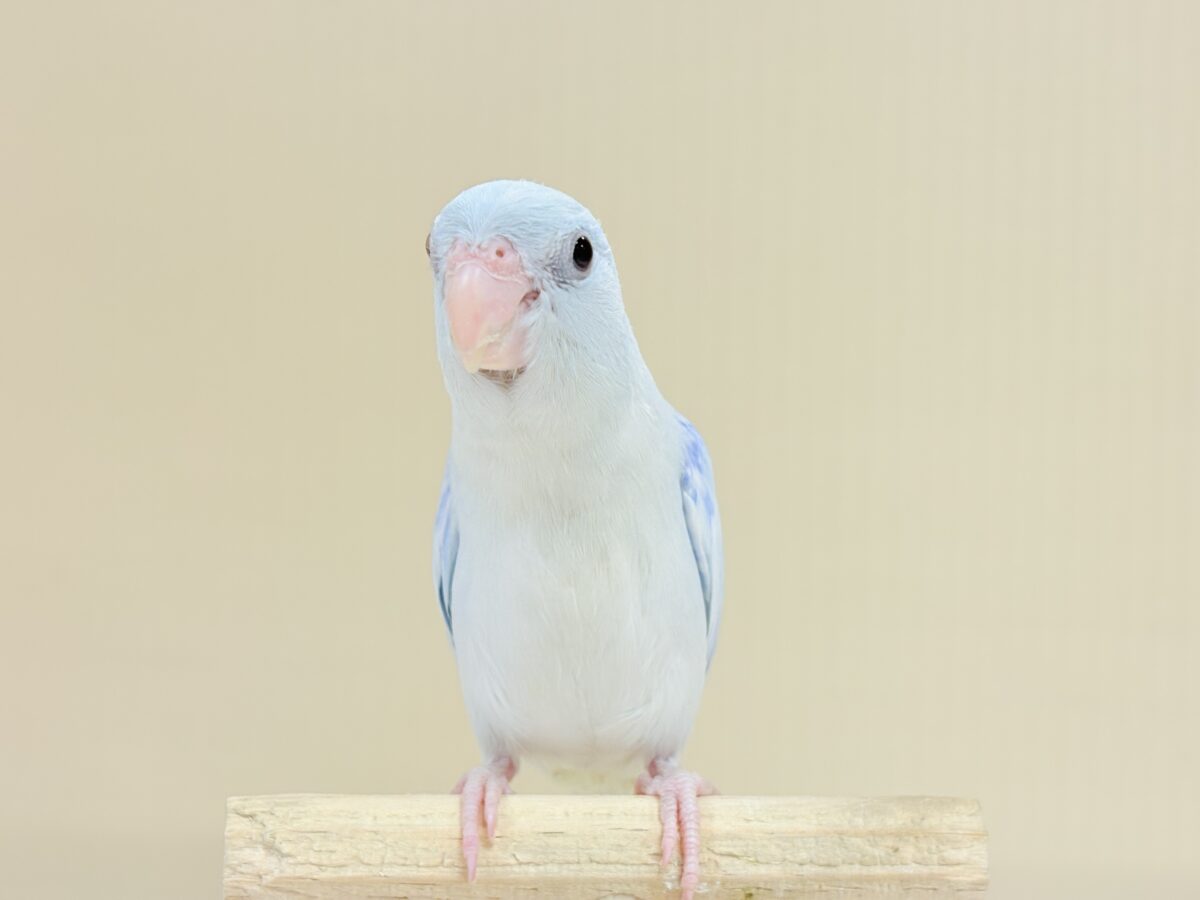 マメルリハ