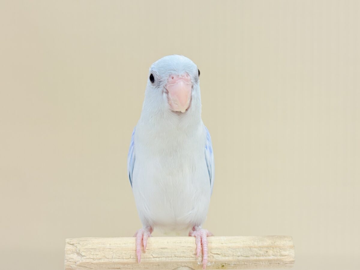 マメルリハ