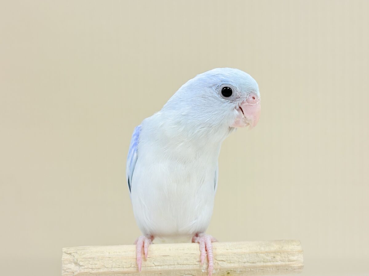 マメルリハ