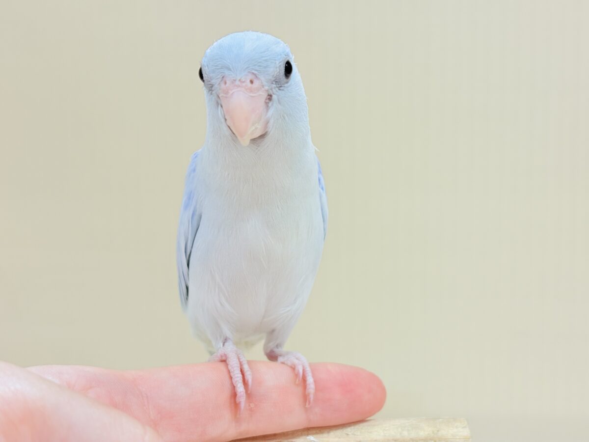 マメルリハ