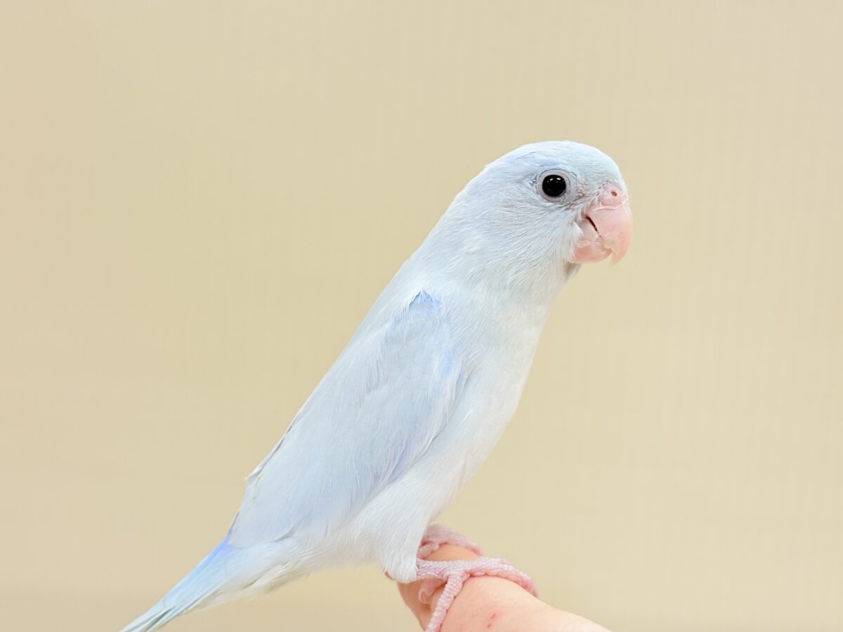 マメルリハ