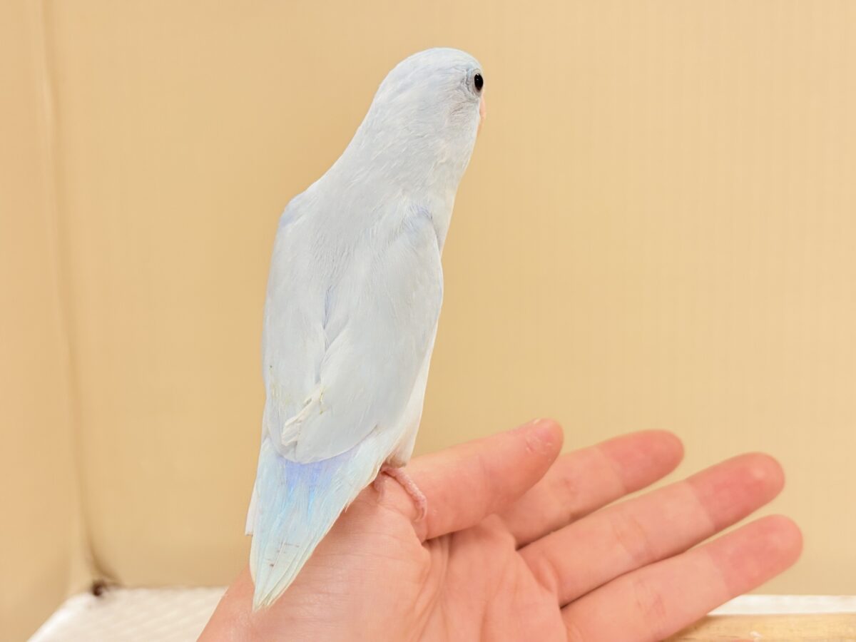 マメルリハ