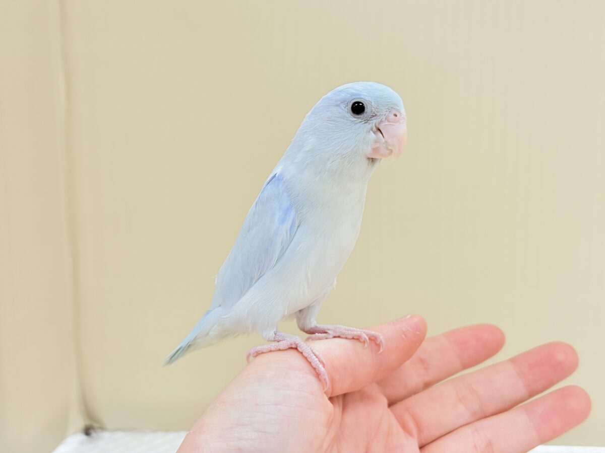 マメルリハ