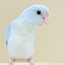 透明感たっぷりの小さな子🐥🫧マメルリハ(アメリカンホワイト) 男の子