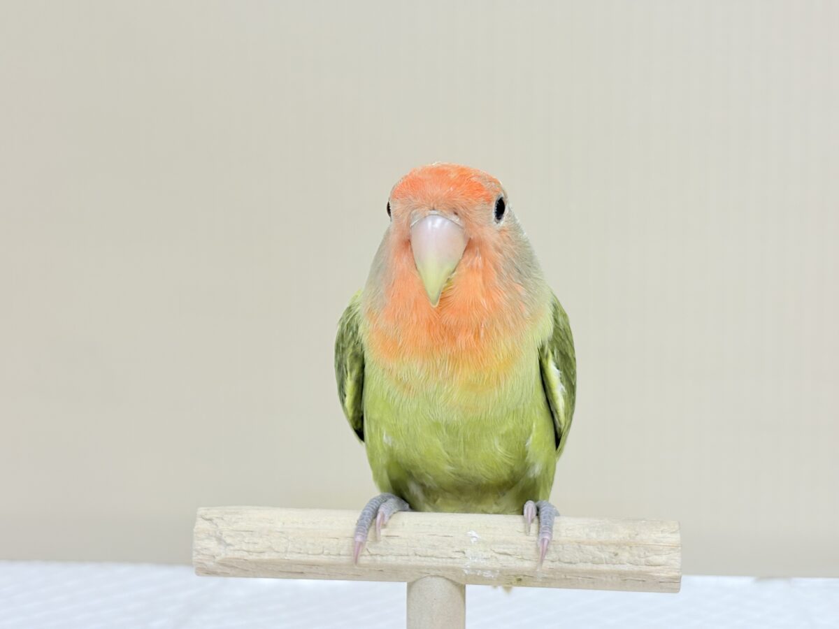 コザクラインコ（小桜インコ）