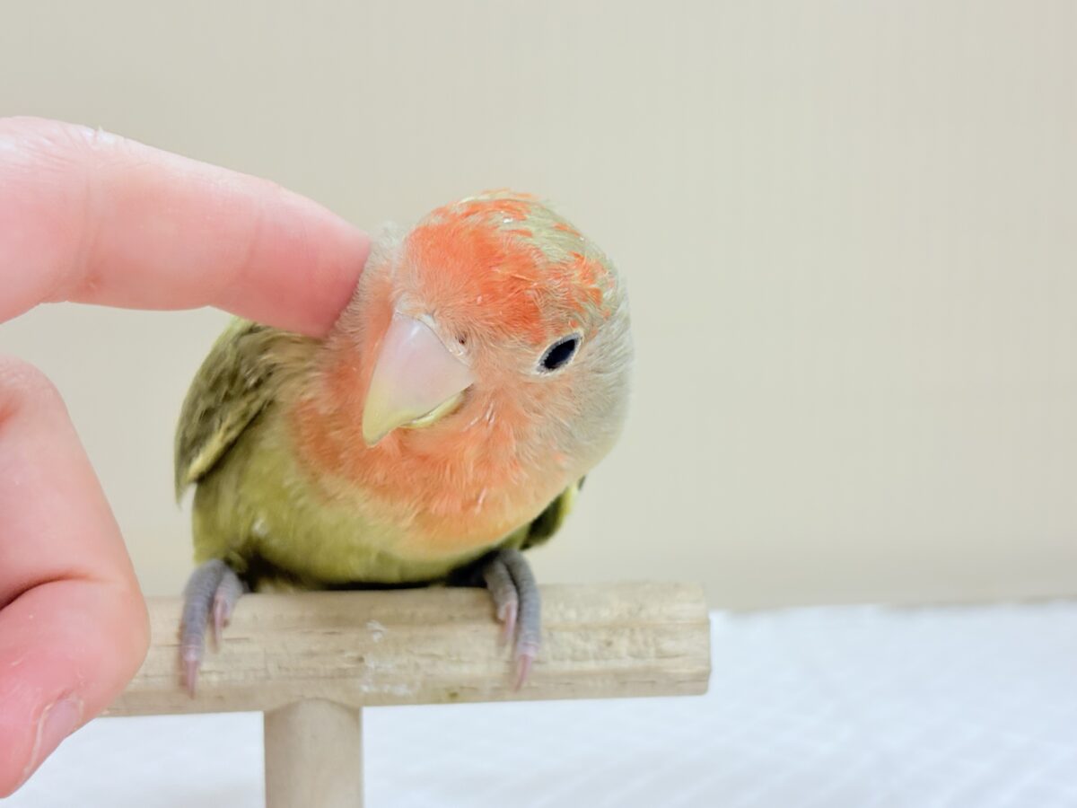 コザクラインコ（小桜インコ）
