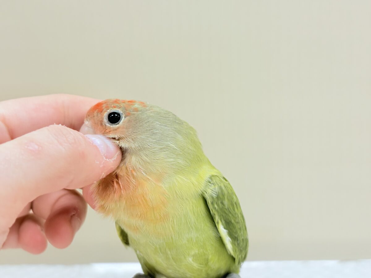 コザクラインコ（小桜インコ）