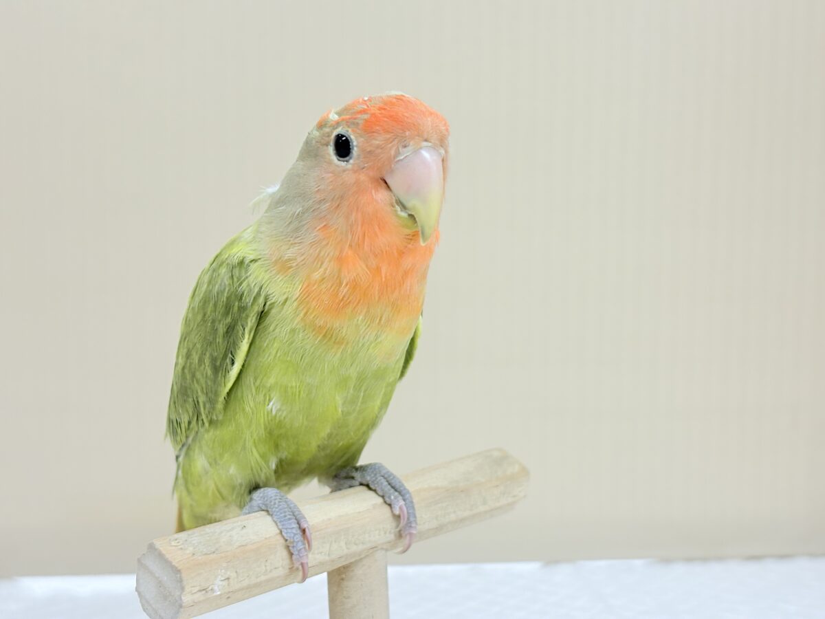 コザクラインコ（小桜インコ）