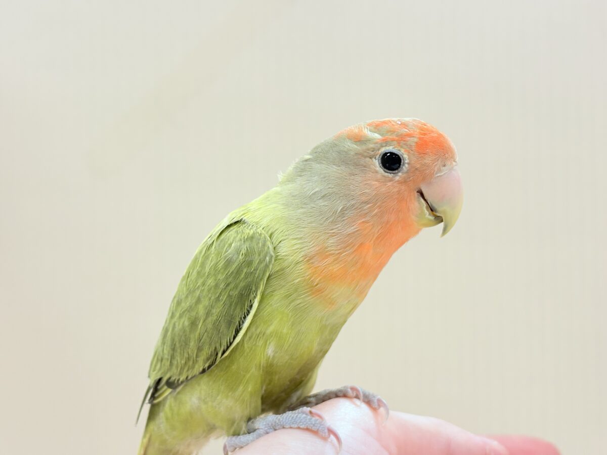 コザクラインコ（小桜インコ）
