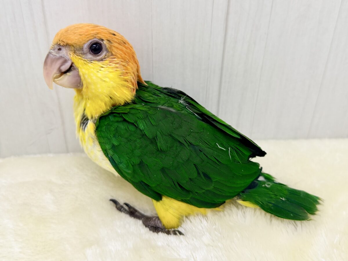 シロハラインコ