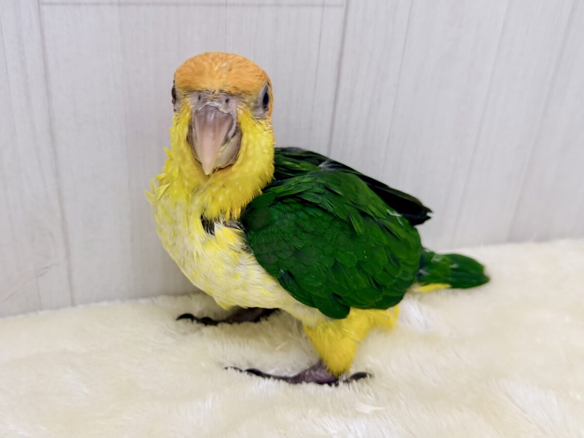 シロハラインコ